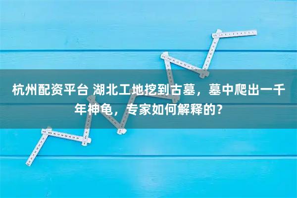 杭州配资平台 湖北工地挖到古墓，墓中爬出一千年神龟，专家如何解释的？